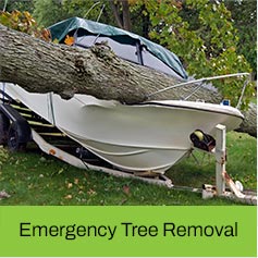 Albert Tree Services & Landscaping. Ocean County & Monmouth County