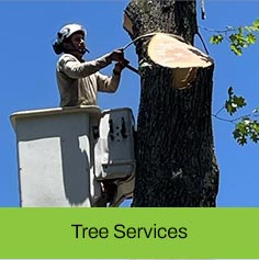 Albert Tree Services & Landscaping. Ocean County & Monmouth County