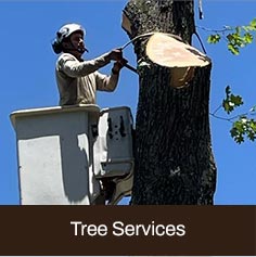 Albert Tree Services & Landscaping. Ocean County & Monmouth County