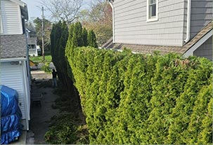 Albert Tree Services & Landscaping. Ocean County & Monmouth County